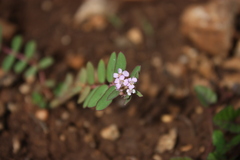 Euphorbia corrigioloides
